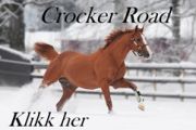 NY AVLSHINGST TIL NORGE