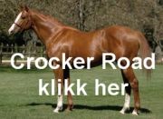 NY AVLSHINGST TIL NORGE