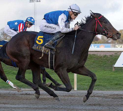 No Short Cuts (Foto Svensk Galopp) No Short Cuts (Foto Svensk Galopp)