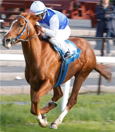 Årets Hest i Norge 2008, Appel Au Maitre