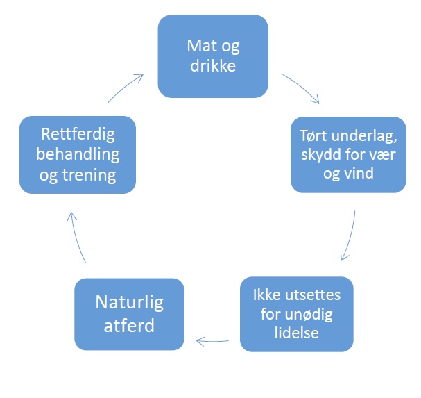 Hestens fem friheter