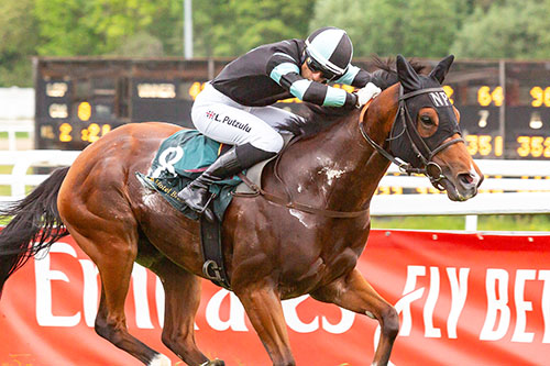 Oche Dart ©hesteguiden.com Oche Dart ©hesteguiden.com