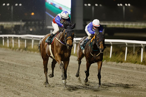 Angelo ©hesteguiden.com Angelo ©hesteguiden.com