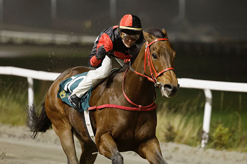 Machine Gun ©hesteguiden.com Machine Gun ©hesteguiden.com