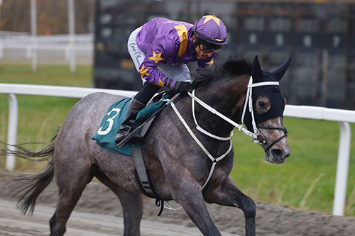 Siouxperb Bling ©hesteguiden.com 