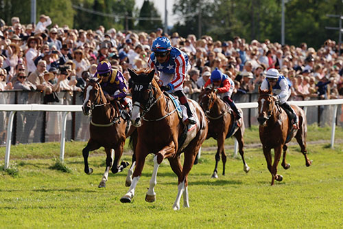 War Socks ©hesteguiden.com