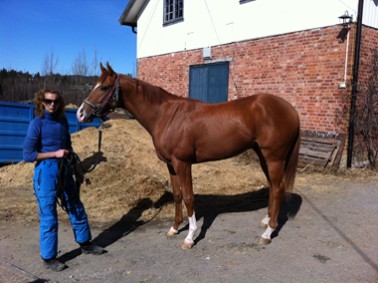 Annike med sin nye hest Le Petit Caporal