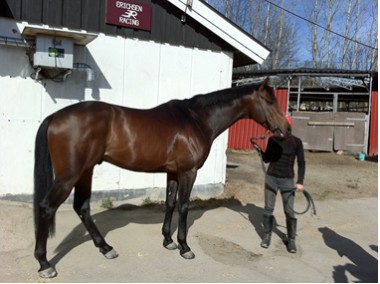 Palermo er en tyskfødt hingst etter Kalatos-Palma